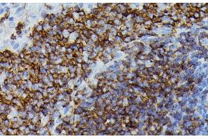 Immunohistochemistry of paraffin-embedded Rat spleen using APOC3 Polyclonal Antibody at dilution of 1:100 (40x lens). (APOC3 Antikörper)