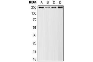 Western blot analysis of Rpb1 CTD (pSer5) expression in HeLa (A), A431 (B), NIH3T3 (C), PC12 (D) whole cell lysates. (Rpb1 CTD Antikörper  (C-Term, pSer5))