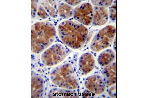 TFCP2L1 Antibody (Center) (ABIN657290 and ABIN2846376) immunohistochemistry analysis in formalin fixed and paraffin embedded human stomach tissue followed by peroxidase conjugation of the secondary antibody and DAB staining.