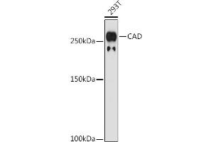 Western blot analysis of extracts of 293T cells, using CAD antibody (ABIN7266064) at 1:1000 dilution. (CAD Antikörper)