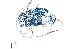 Piwi-Like 2 (PIWIL2) (AA 1-971) protein (His tag)