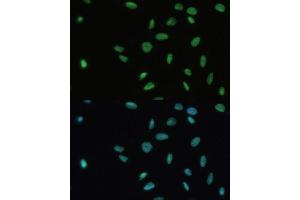 Immunofluorescence (IF) image for anti-SET Nuclear Oncogene (SET) (AA 1-277) antibody (ABIN6147631)