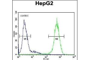 IC Antibody (Center) (ABIN655000 and ABIN2844634) flow cytometric analysis of HepG2 cells (right histogram) compared to a negative control cell (left histogram). (ICAM2 Antikörper  (AA 191-218))