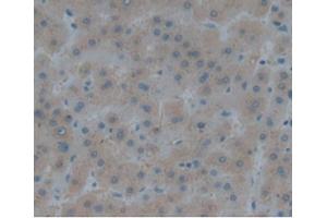 IHC-P analysis of Human Liver, with DAB staining. (Renin Antikörper  (AA 67-179))