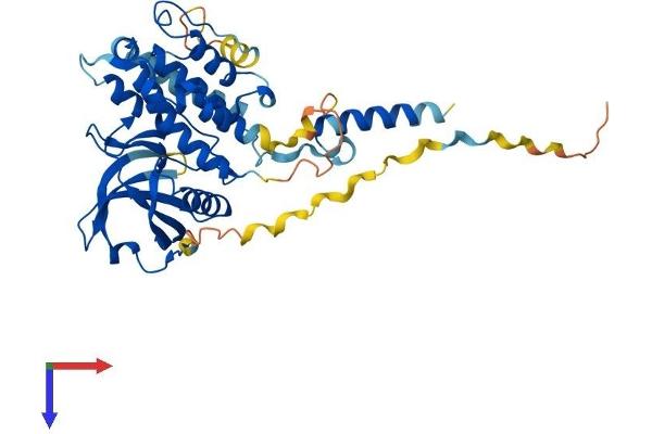 MAPKAP Kinase 2 Protein (AA 1-400) (His tag)