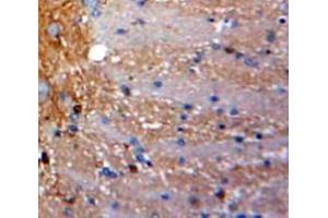 IHC-P analysis of Brain tissue, with DAB staining. (SCGB3A1 Antikörper  (AA 21-104))