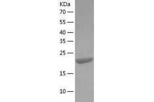 Western Blotting (WB) image for Eukaryotic Translation Initiation Factor 4H (EIF4H) (AA 1-248) protein (His tag) (ABIN7122855) (EIF4H Protein (AA 1-248) (His tag))