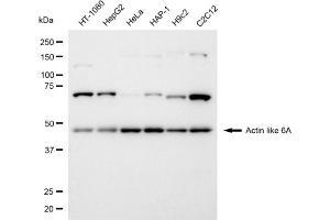 anti-Actin-Like 6A (BAF53A) antibody