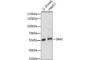 Western blot analysis of extracts of various cell lines, using SIM2 antibody (ABIN7270320) at 1:1000 dilution. (SIM2 Antikörper  (AA 342-525))