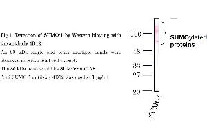 Western Blotting (WB) image for anti-Small Ubiquitin Related Modifier Protein 1 (SUMO1) (full length) antibody (ABIN2452138) (SUMO1 Antikörper  (full length))