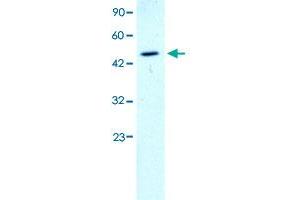 Western Blot analysis of K562 cell lysate with GATA2 polyclonal antibody  at 1-2 ug/mL working concentration.