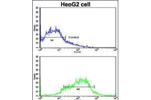 Flow cytometric analysis of HepG2 cells using EphA1 Antibody (bottom histogram) compared to a negative control cell (top histogram). (EPHA1 Antikörper  (N-Term))