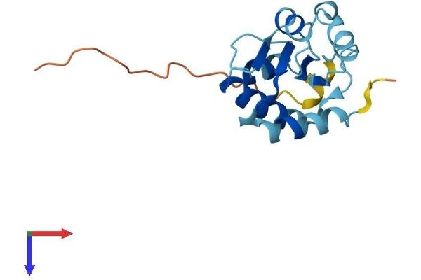 NHP2 Protein (AA 1-153) (His tag)