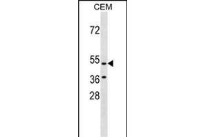GPR109B Antibody (N-term) (ABIN1539572 and ABIN2838266) western blot analysis in CEM cell line lysates (35 μg/lane). (GPR109B Antikörper  (N-Term))
