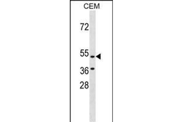 GPR109B Antikörper  (N-Term)