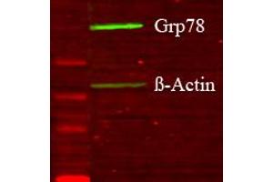 Glia GD lysate Western Blotting 1 in 1000 copy. (GRP78 Antikörper  (N-Term))