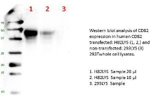 Image no. 1 for CD82 (human): 293T Lysate (ABIN1112259) (CD82 (human): 293T Lysate)