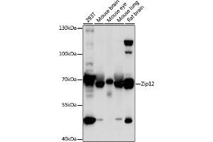 Western blot analysis of extracts of various cell lines, using Zip12 antibody (ABIN7270457) at 1:1000 dilution. (SLC39A12 Antikörper  (AA 1-100))