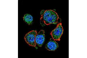 Confocal immunofluorescent analysis of MITF Antibody (N-term) (ABIN655506 and ABIN2845022) with hela cell followed by Alexa Fluor 488-conjugated goat anti-rabbit lgG (green). (MITF Antikörper  (N-Term))