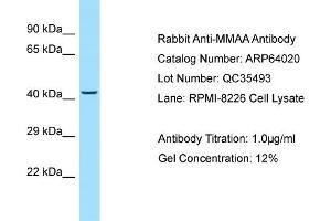 Western Blotting (WB) image for anti-Methylmalonic Aciduria (Cobalamin Deficiency) Type A (MMAA) (N-Term) antibody (ABIN2789699) (MMAA Antikörper  (N-Term))