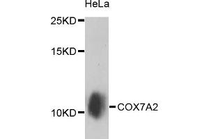 Western blot analysis of extracts of HeLa cells, using COX7A2 antibody (ABIN5974585) at 1/1000 dilution. (COX7A2 Antikörper)