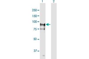 Western Blot analysis of HGS expression in transfected 293T cell line ( H00009146-T01 ) by HGS MaxPab polyclonal antibody. (HGS Antikörper  (AA 1-777))