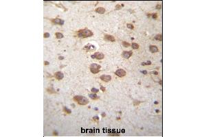 ST Antibody (Center) (ABIN656667 and ABIN2845907) immunohistochemistry analysis in formalin fixed and paraffin embedded human brain tissue followed by peroxidase conjugation of the secondary antibody and DAB staining. (STAP2 Antikörper  (AA 187-216))