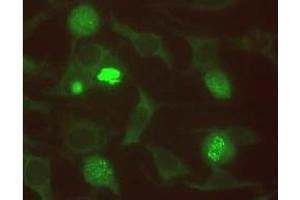 Immunofluorescence (IF) image for anti-Budding Uninhibited By Benzimidazoles 1 Homolog beta (Yeast) (BUB1B) antibody (ABIN567606) (BUB1B Antikörper)