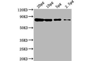 Western Blot Positive WB detected in: Hela whole cell lysate at 20 μg, 10 μg, 5 μg, 2. (Hsc70 Antikörper  (AA 2-646))