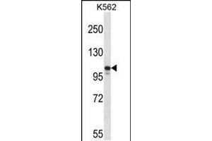 Western blot analysis in K562 cell line lysates (35ug/lane). (JAK3 Antikörper  (N-Term))