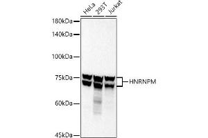 Western blot analysis of extracts of various cell lines, using HNRNPM antibody (ABIN7267635) at 1:1000 dilution. (HNRNPM Antikörper)