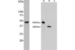 Western analysis of ABIN1842240 in HeLa cells. (Aurora A Antikörper)
