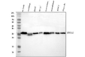 Western blot analysis of 14-3-3 zeta/delta using anti-14-3-3 zeta/delta antibody (ABIN5693157). (14-3-3 zeta Antikörper)