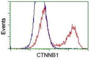 HEK293T cells transfected with either RC208947 overexpress plasmid (Red) or empty vector control plasmid (Blue) were immunostained by anti-CTNNB1 antibody (ABIN2454170), and then analyzed by flow cytometry. (CTNNB1 Antikörper)