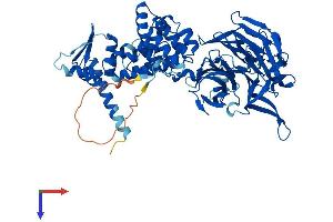 KBTBD5 Protein (AA 1-621) (His tag)