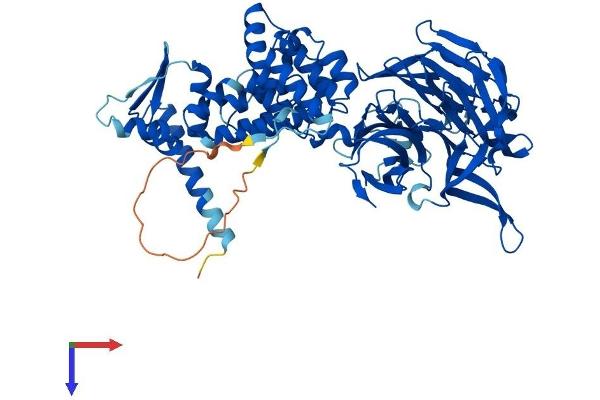 KBTBD5 Protein (AA 1-621) (His tag)