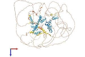 REST Protein (AA 1-1082) (His tag)