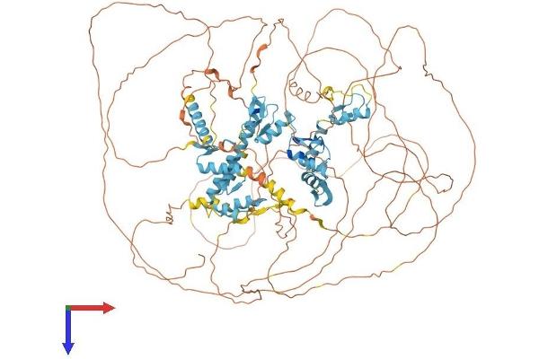 REST Protein (AA 1-1082) (His tag)