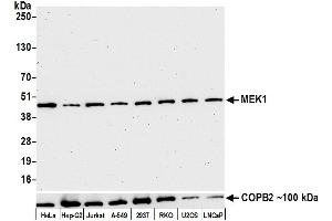 Western Blotting (WB) image for anti-Mitogen-Activated Protein Kinase Kinase 1 (MAP2K1) (AA 1-50) antibody (ABIN7453330)