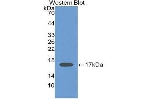 Western Blotting (WB) image for anti-Interleukin 2 (IL2) (AA 21-153) antibody (ABIN1859398) (IL-2 Antikörper  (AA 21-153))