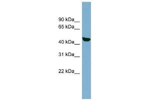 C22ORF28 antibody used at 1 ug/ml to detect target protein.