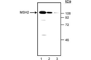 Western Blotting (WB) image for anti-Mismatch Repair Protein 2 (MSH2) antibody (ABIN967509)