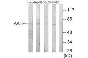 Western blot analysis of extracts from HeLa cells, HepG2 cells, COLO205 cells and HUVEC cells, using AATF antibody.