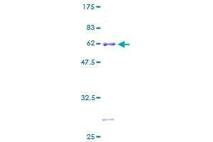 GIMAP5 Protein (AA 1-307) (GST tag)