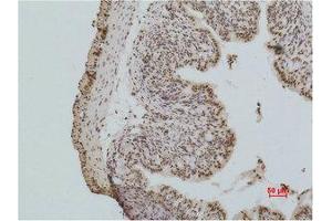 Immunohistochemistry (IHC) analysis of paraffin-embedded Mouse Colon Tissue using Histone H2A. (H2AFX Antikörper)