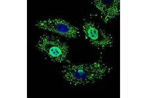 Immunofluorescence analysis of HeLa cells using WHSC2 mouse mAb (green). (WHSC2 Antikörper  (AA 280-511))