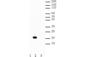 Western Blotting (WB) image for anti-Histone H2B (acLys5) antibody (ABIN2668338)