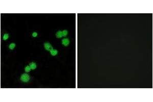 Immunofluorescence analysis of MCF7 cells, using SFRS5 Antibody. (SRSF5 Antikörper  (AA 71-120))