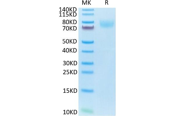 ICAM1 Protein (AA 28-485) (His tag)