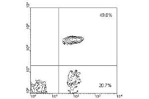 Image no. 1 for anti-CD4 (CD4) antibody (FITC) (ABIN135509) (CD4 Antikörper  (FITC))